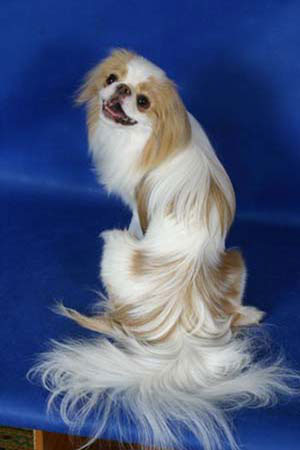 Делис Сакура Айкэн