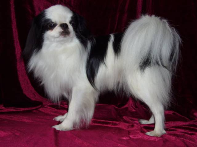 Танцующий Ветер Жиголо Американ Бойфренд