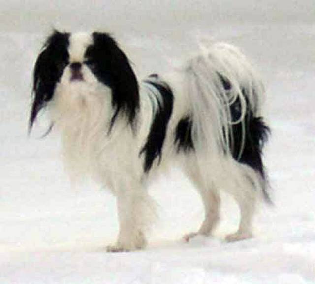 Делис Сакура Фукуока