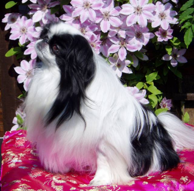 Yama Just Wiliam (Япония)