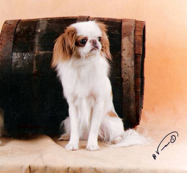 Омикудзи Абрикосовое Танго на Патриарших