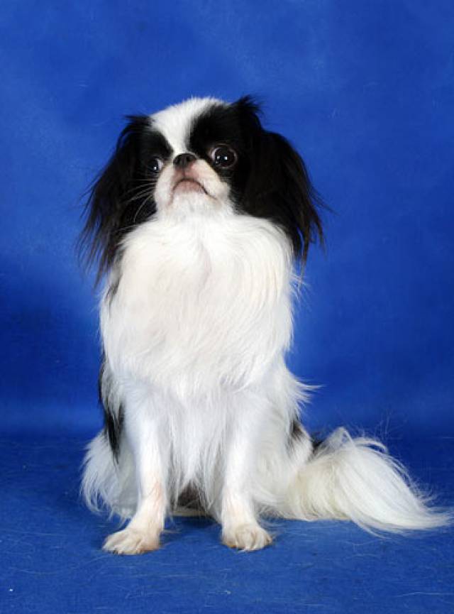 Омикудзи Истинная Принцесса На Горошине