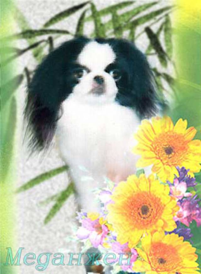 Комел Розалинда Аметист