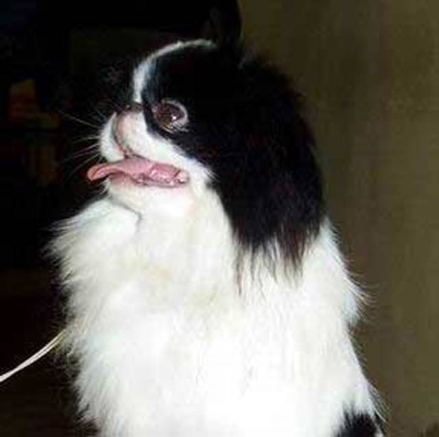 Homerbrent Hinoiri (Англия)