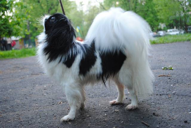 Prima Bravissima de Imperium Auri (Прима)