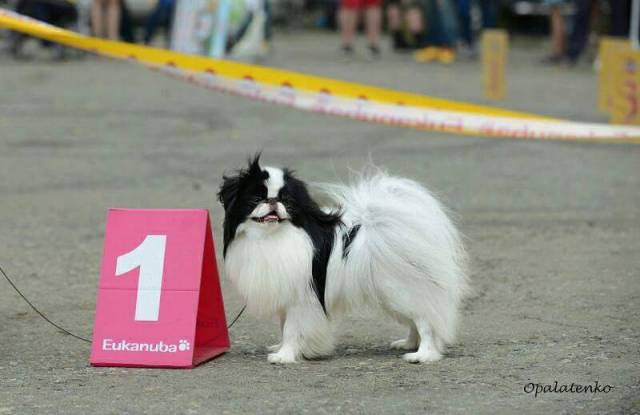 Делис Сакура Ямато Такэро