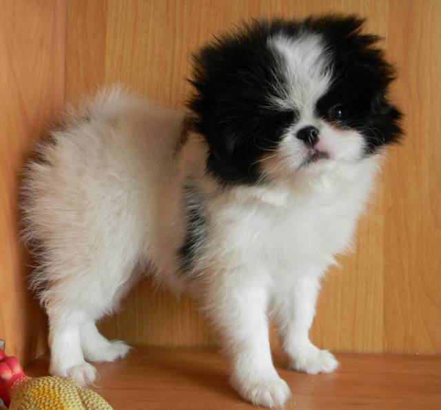 2 мес - 1070 гр