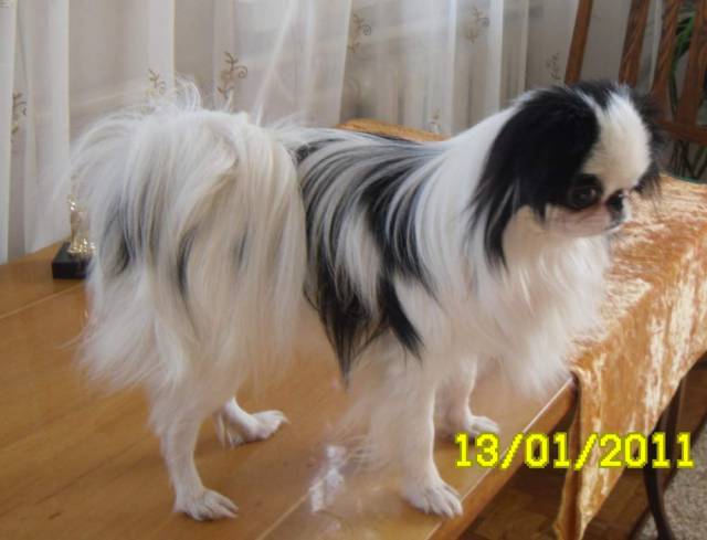 Делис Сакура Карат