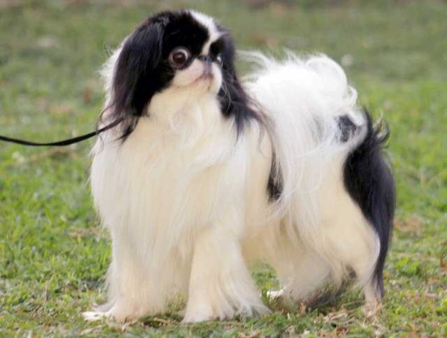 Делис Сакура Такара Таура (Израиль)