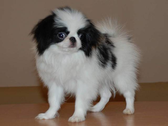 Делис Сакура Маго Но Нихон, инбреден (2х3) на японского производителя - 3,5 мес, небольшого размера