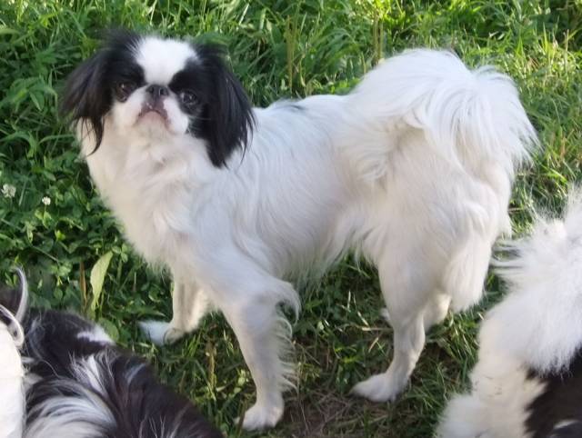 Делис Сакура Пайна Пуру