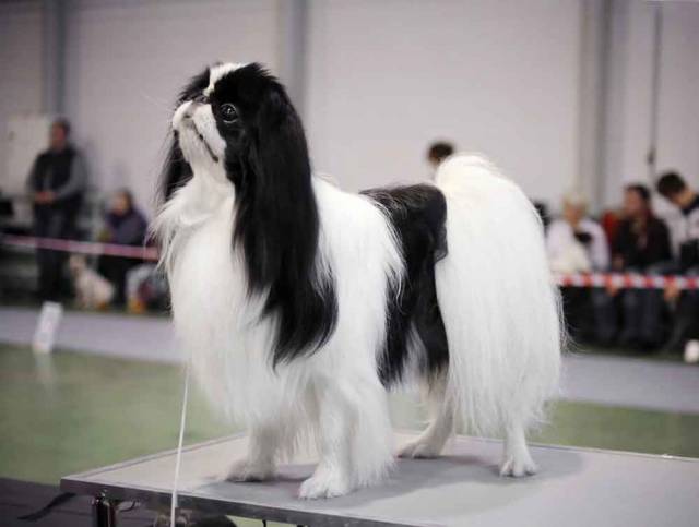 Делис Сакура Вака Тёка