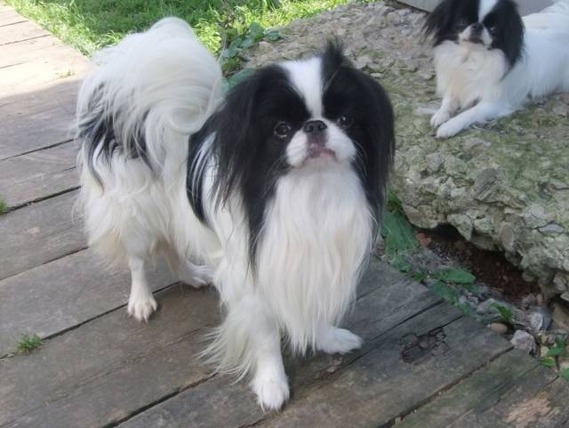 Делис Сакура Юнит Голд