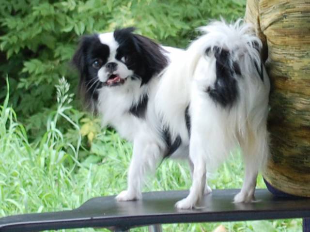 Аполлинария Суслова (Полька)