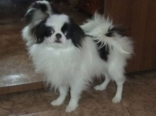 Делис Сакура Ливадия