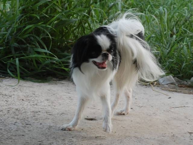 Делис Сакура Флойд