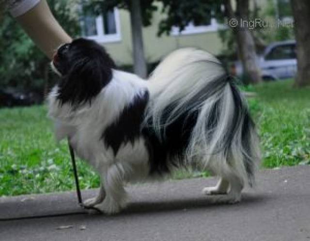 Делис Сакура Кубэки Сёка