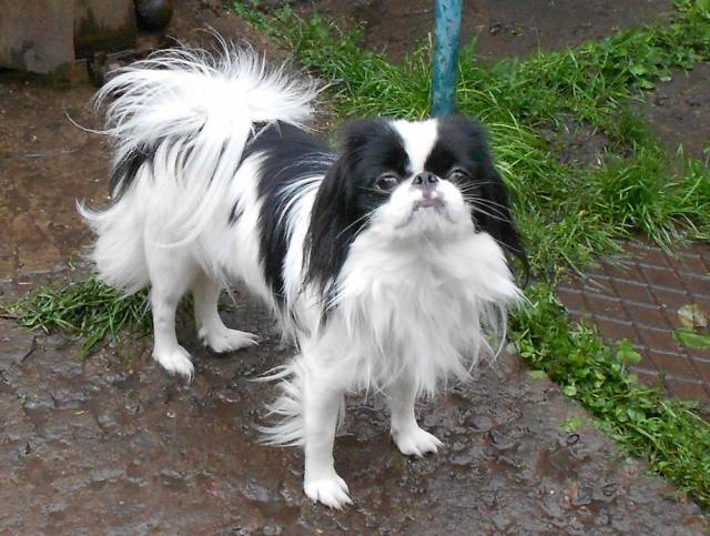 Лучший Друг