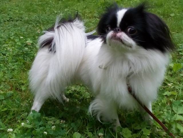 Делис Сакура Има