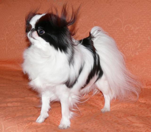 Делис Сакура Сэгэнно Хана