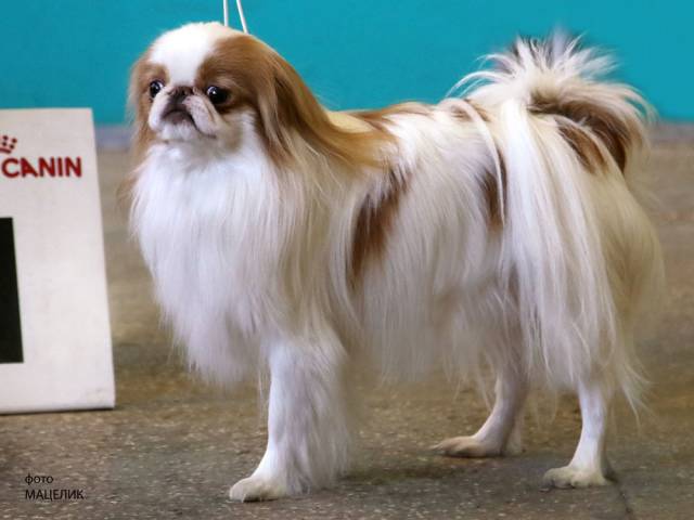 Делис Сакура Акияма Даи