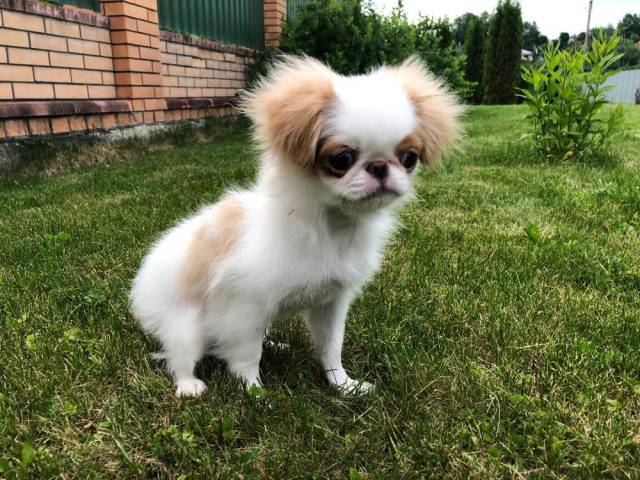 Делис Сакура Цей - домашний любимец - 4 мес