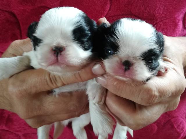 10 дней - помёт "Д" - 2 мальчика +...