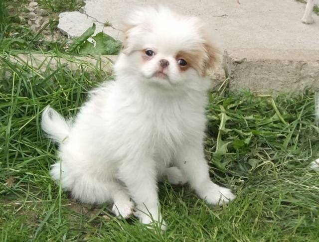 Делис Сакура Андора