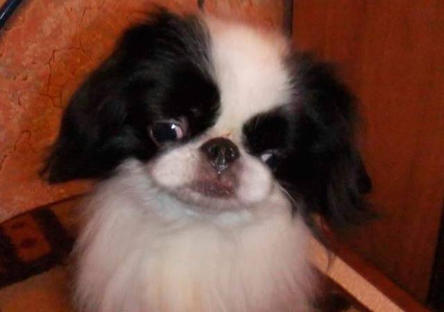 Меданжен Сноу Квин