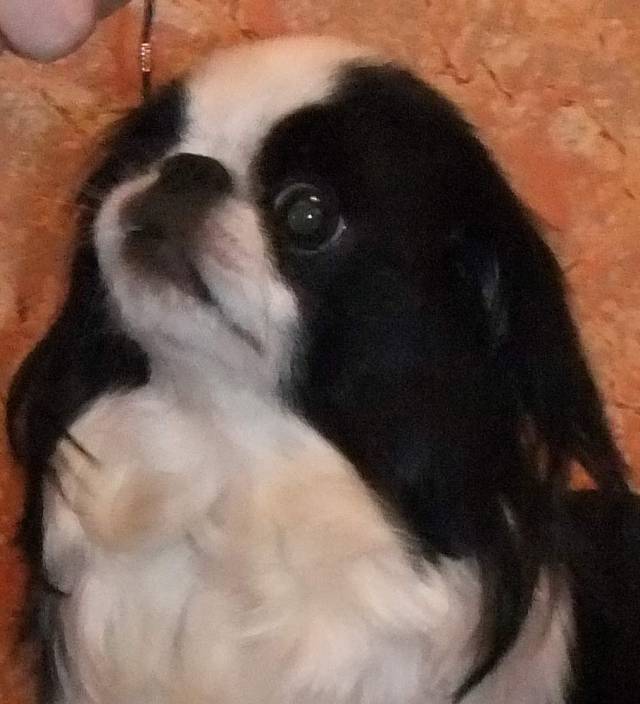 Делис Сакура Ясу Рицуки